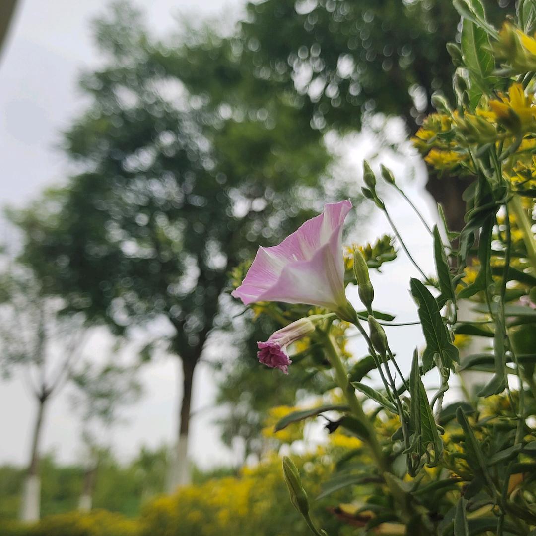 菠菜花生米