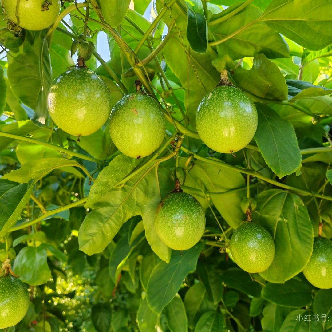 从江黄金百香果水果店