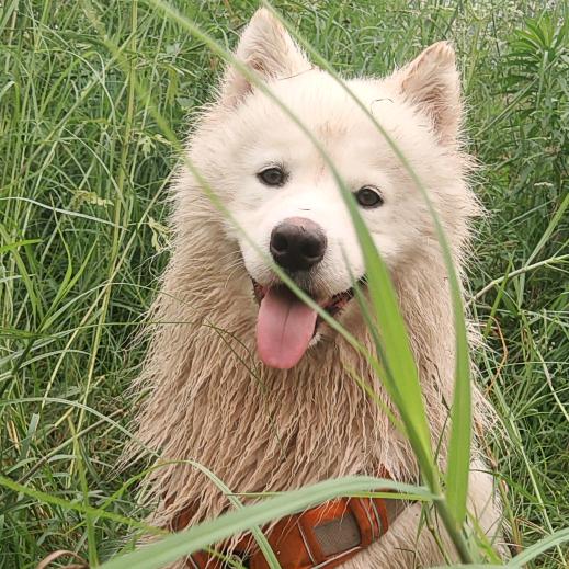 摩托不是车🏍️是萨摩耶🐶