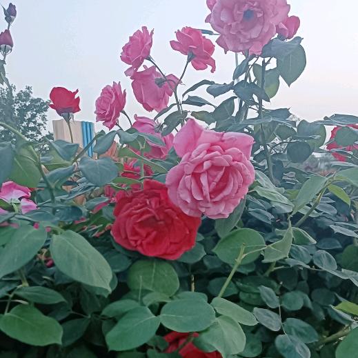艾思缘艾业 晏