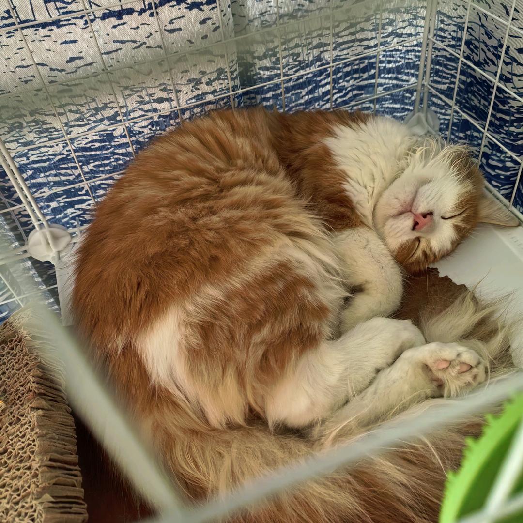 猫咪云讨猫粮