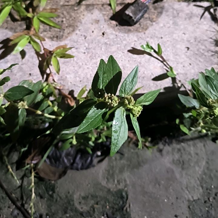 木木之屋