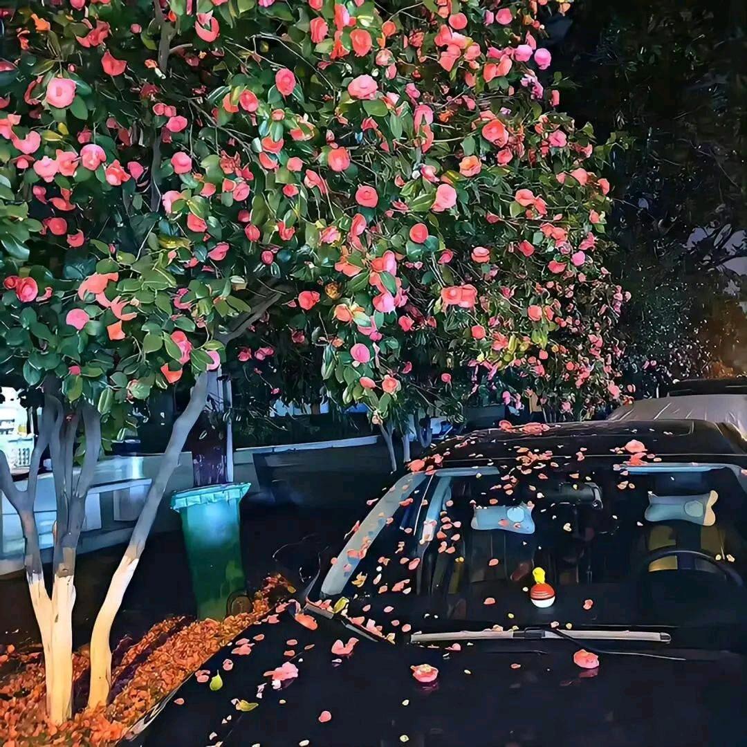 娅前百货