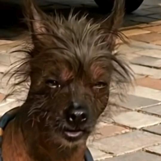 人丑嘴不甜长的磕碜还没钱