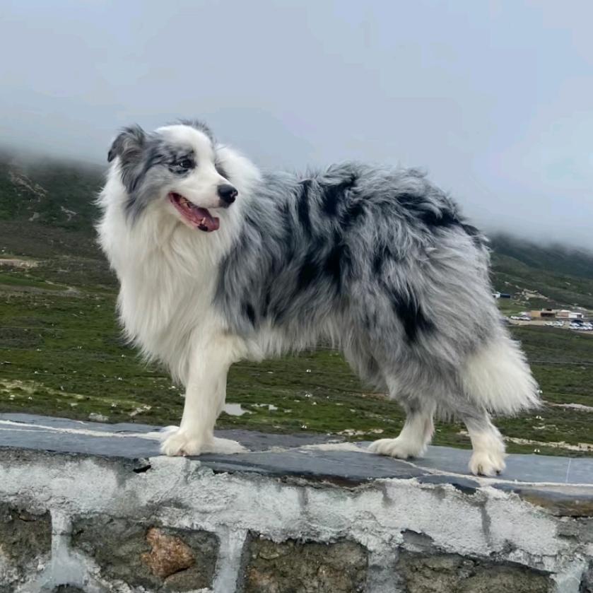 边牧小园