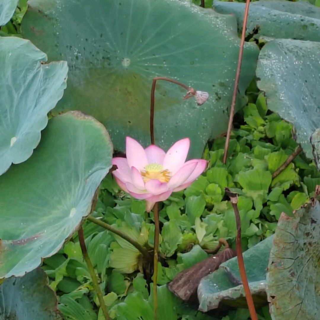 烈磐重生（辉哥）