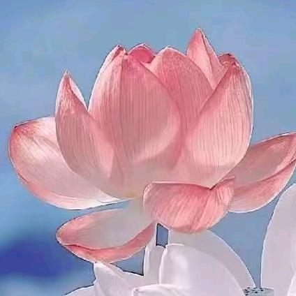 花开吉祥