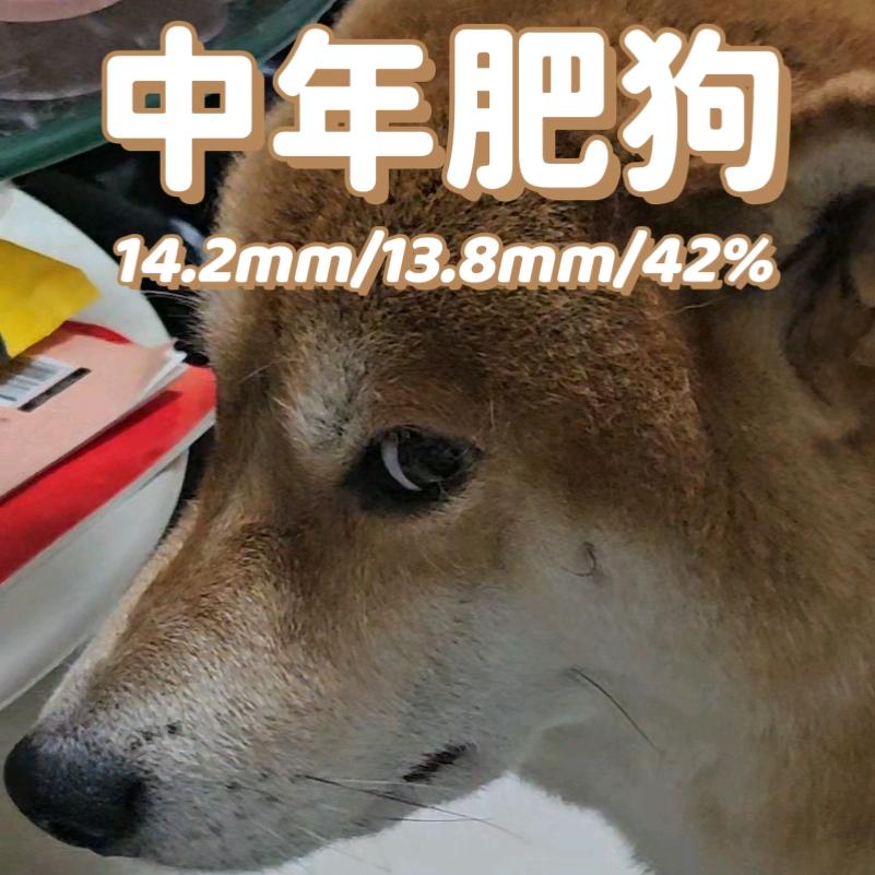 中年肥狗