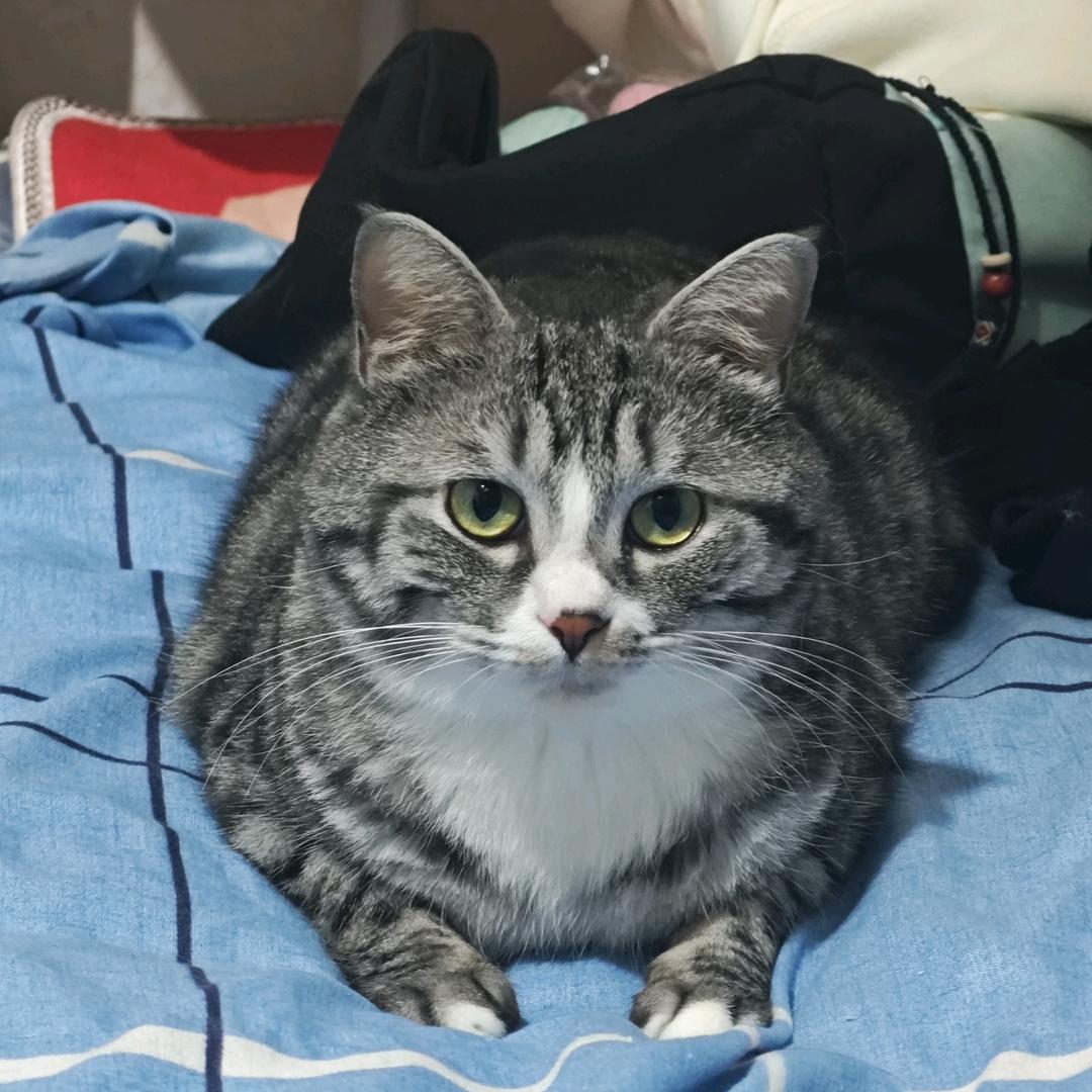 十一是只猫。