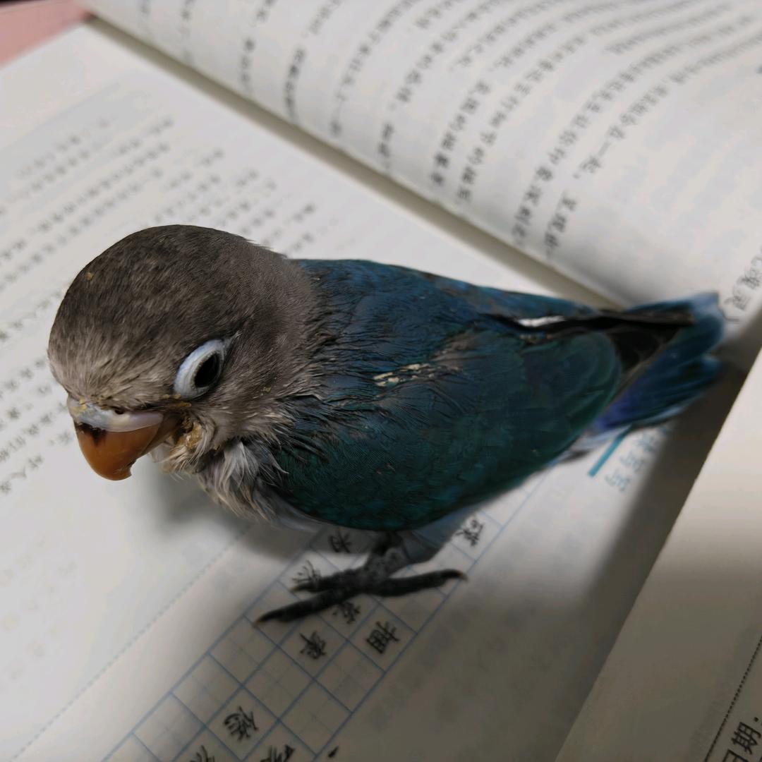 郭抖抖