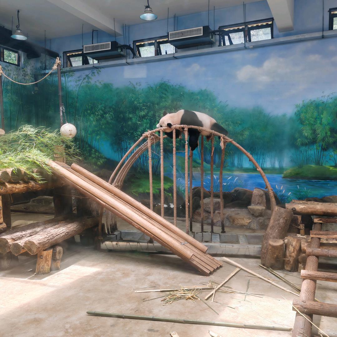 恐龙抗狼…抗狼抗