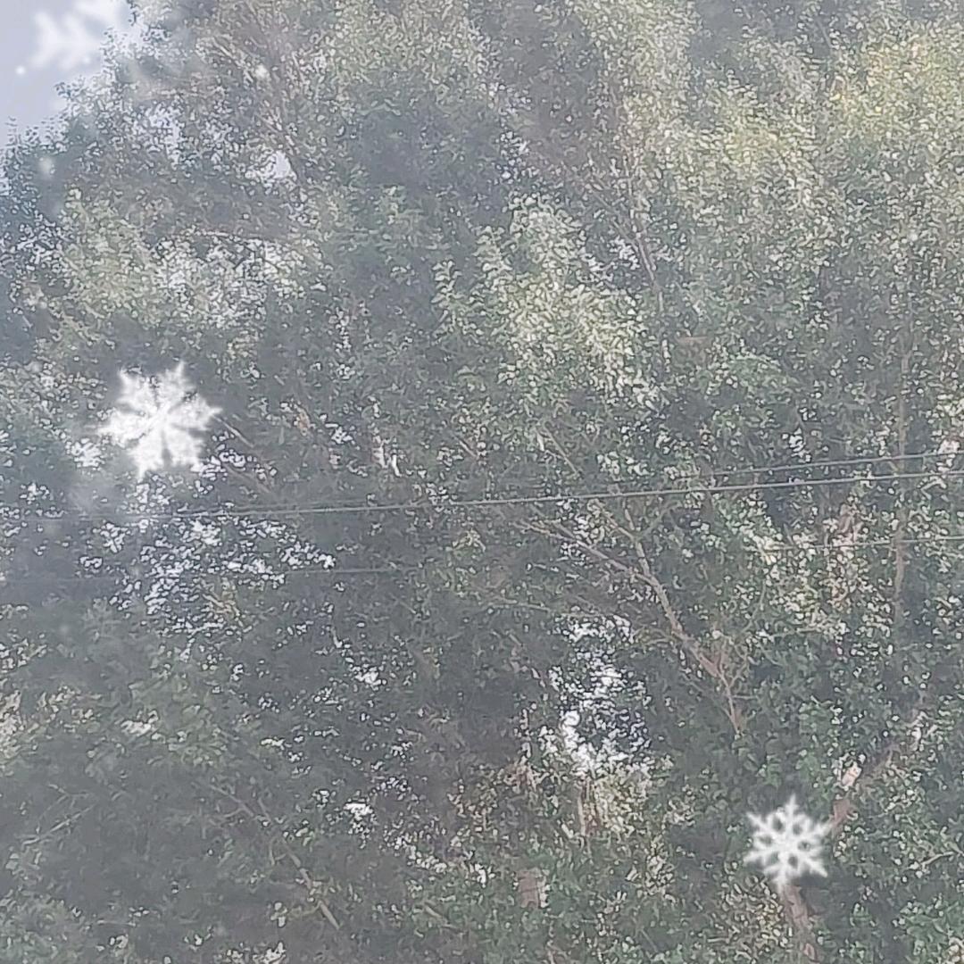 白玫瑰