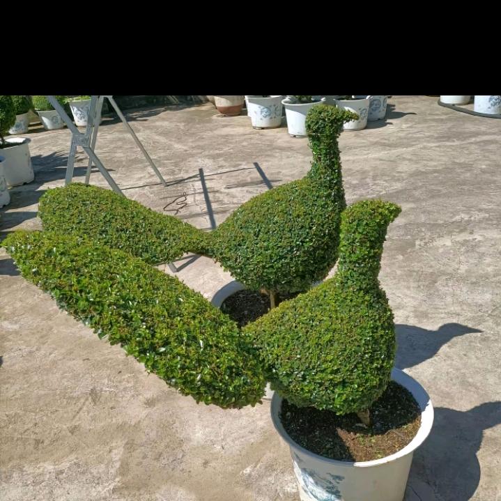 园林园艺师梁大乾