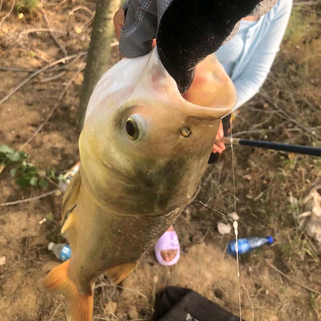 小米虫🎣爱野钓🎣