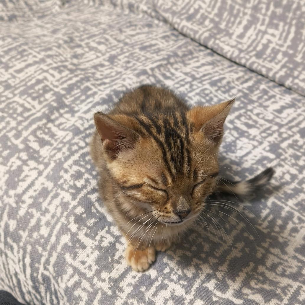 抖音LJY（六加一）