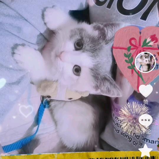 🌹小奶猫柔柔成长记🐚