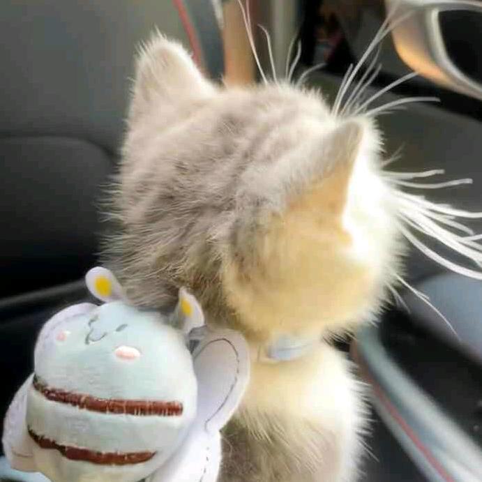 三脚猫~队长