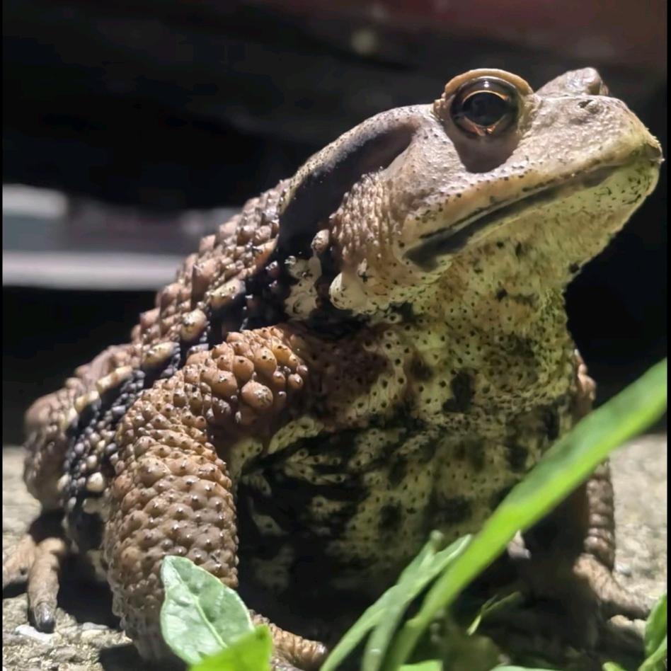 大型蟾蜍养殖基地