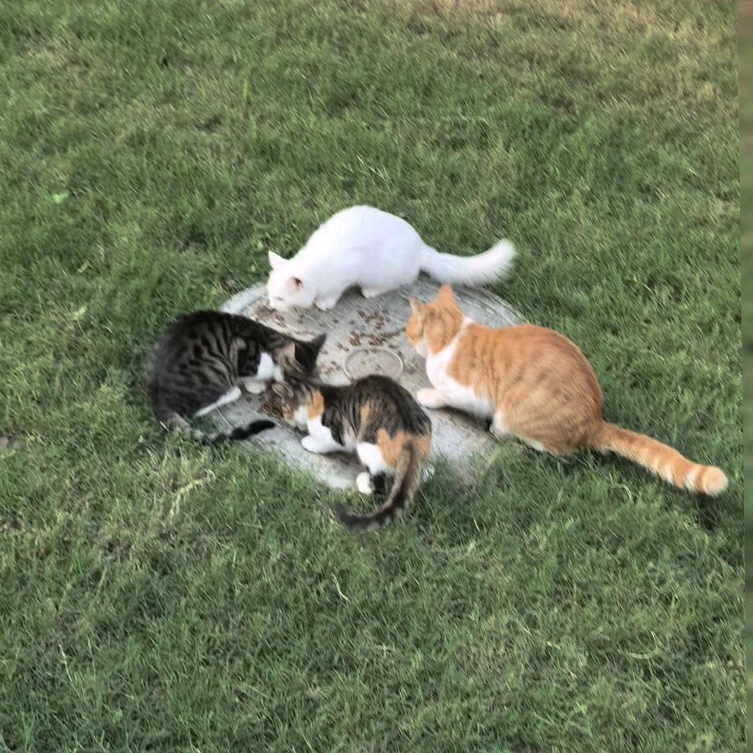 不许人间见白头～