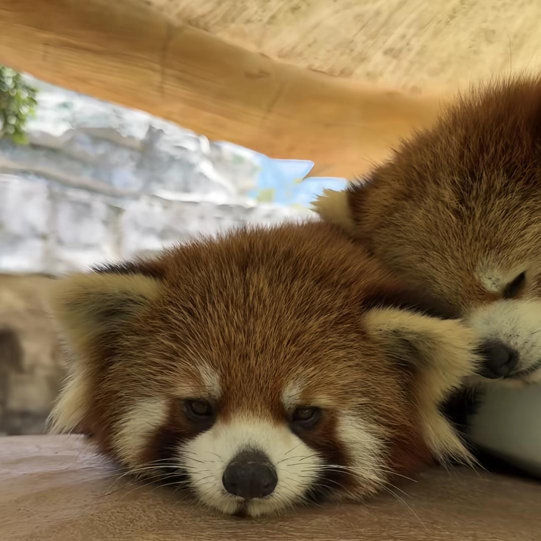 现实是只小熊猫