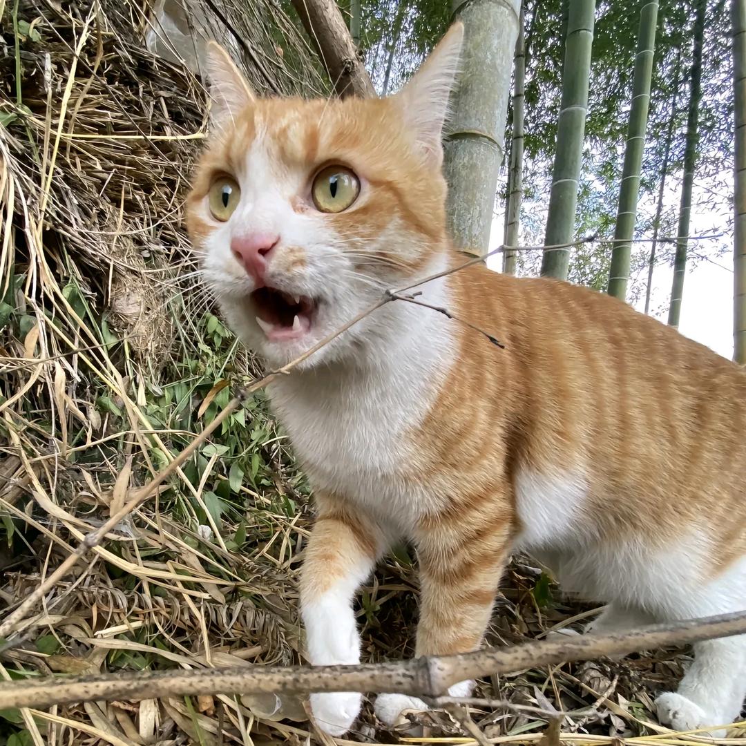 哈哈哈哈哈hhhhh