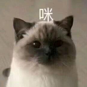 喵爷爷