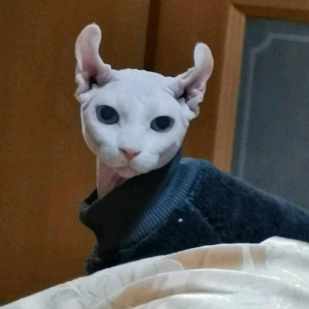 夜十二