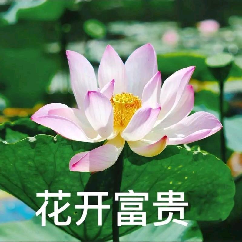 语连种苗