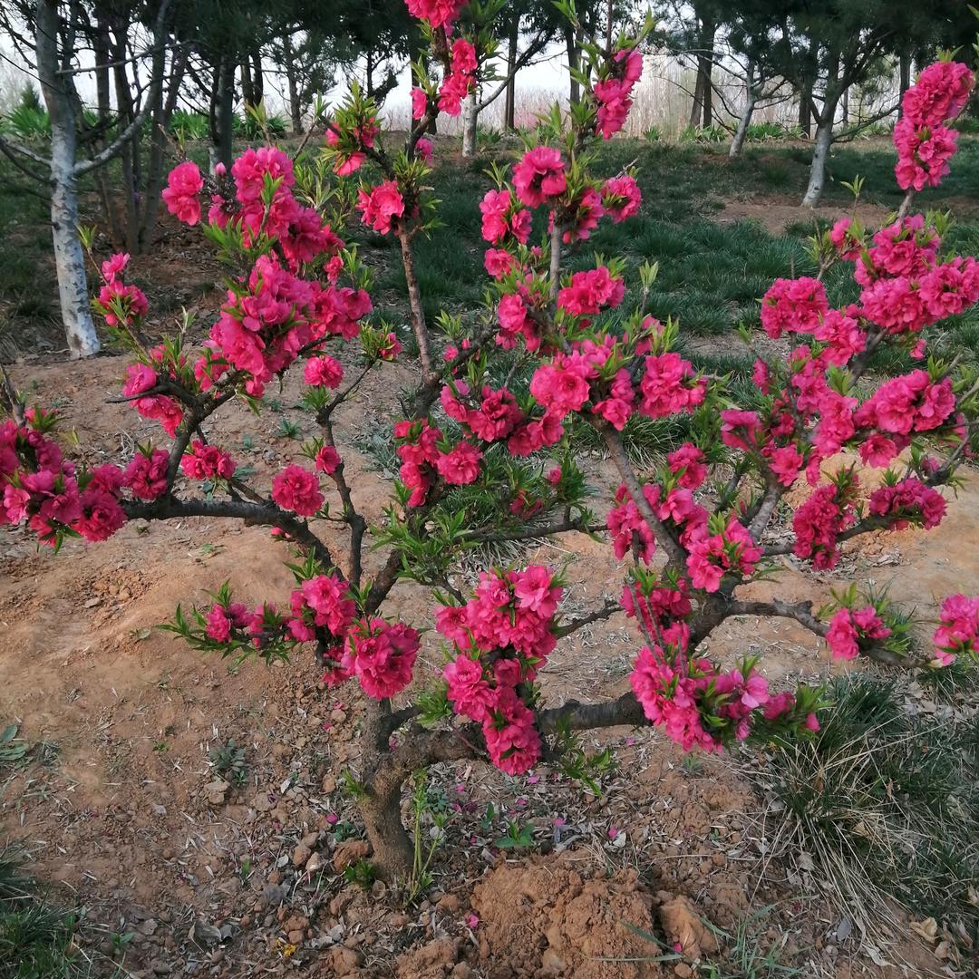 李朝峰