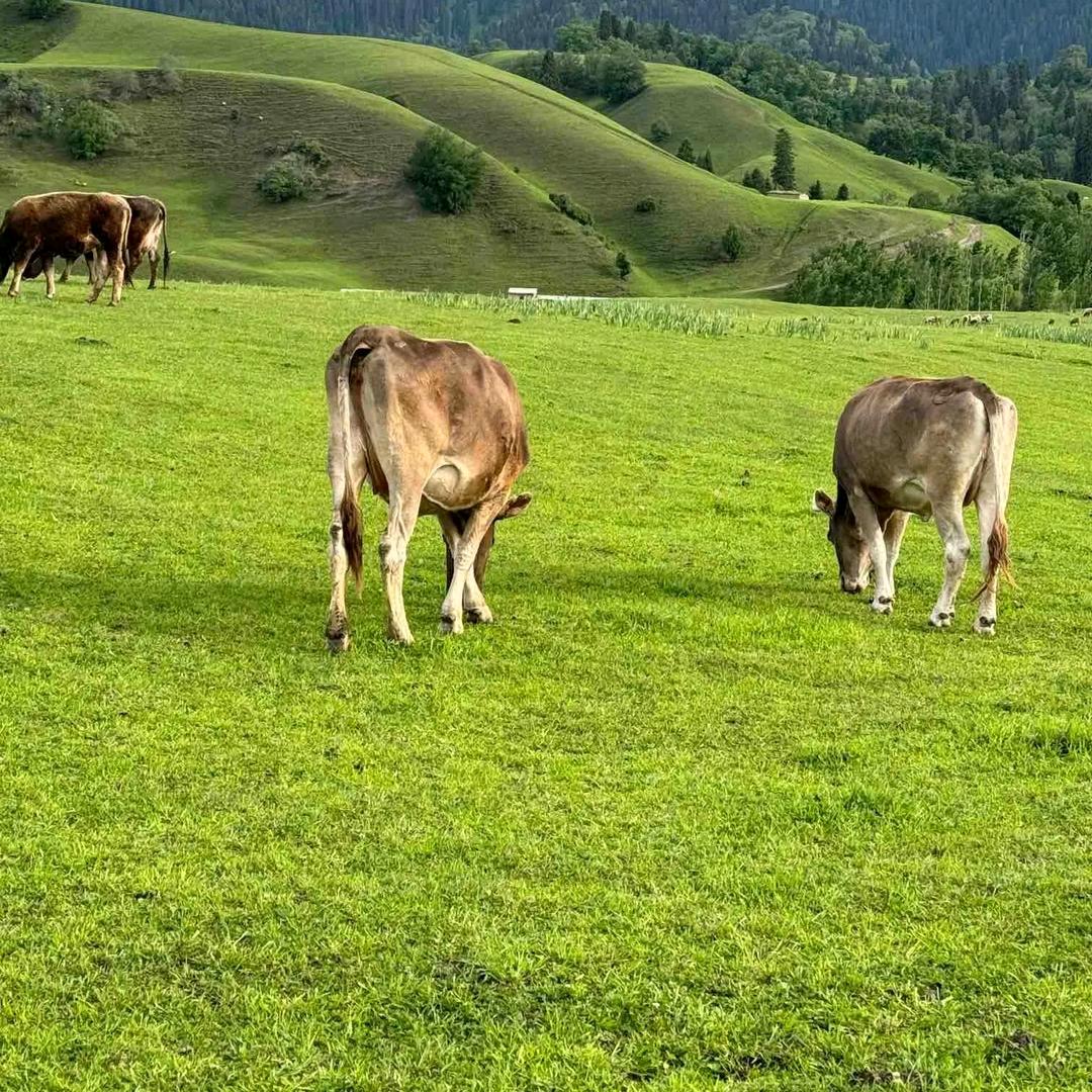 中国🇨🇳新疆