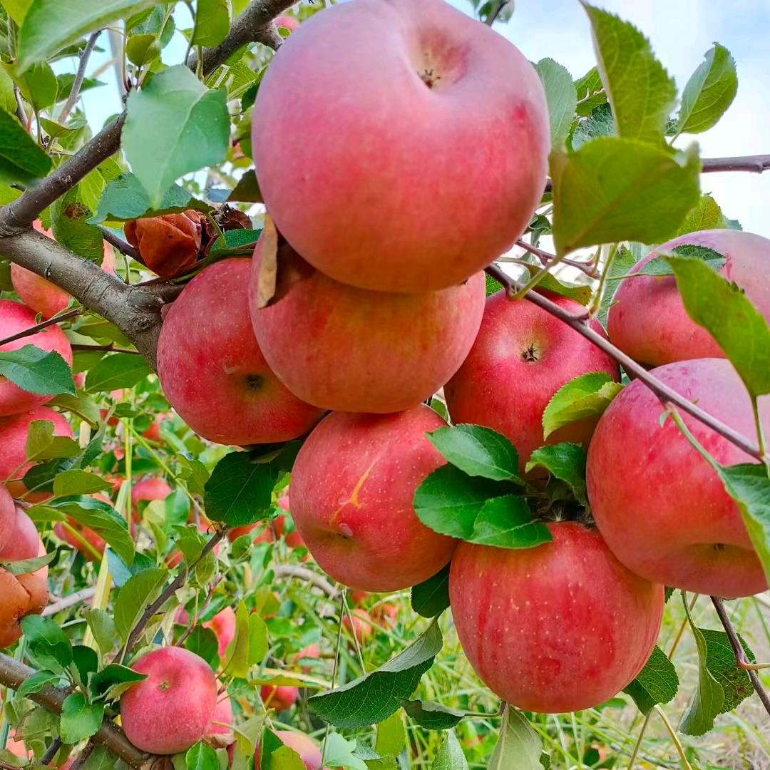 威宁县甄选农产品销售店