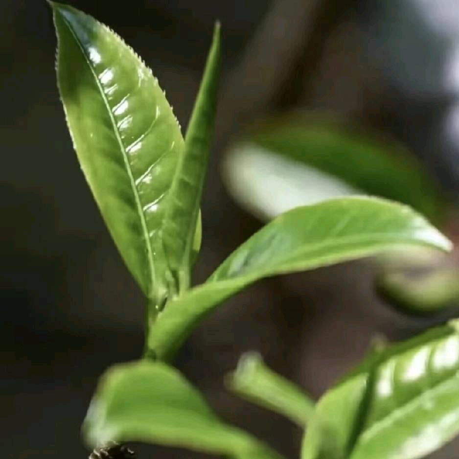 冰岛南迫茶花梁子102號