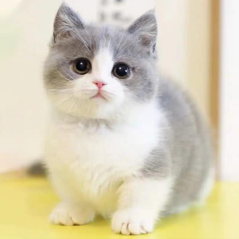 猫猫咪萌宠乐园