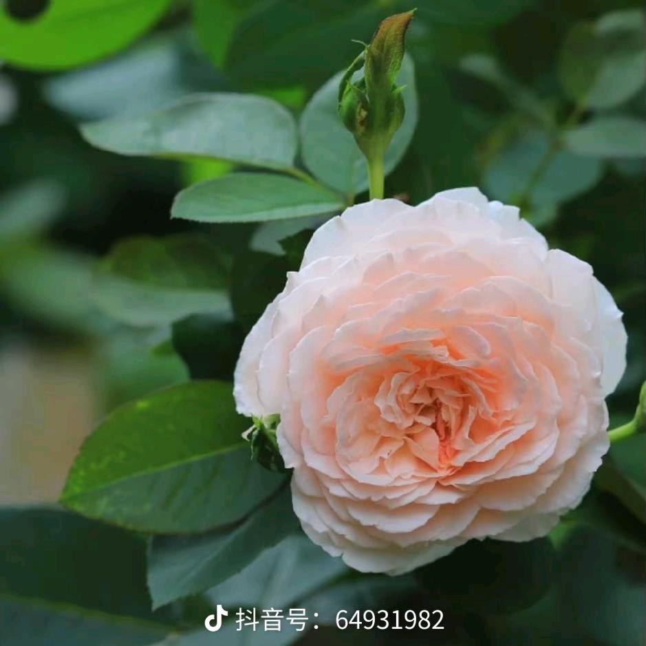 平安喜乐
