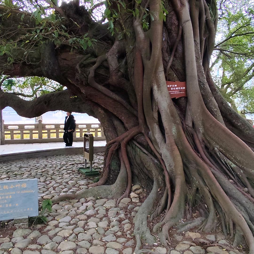 花老六派俺来寻♥花