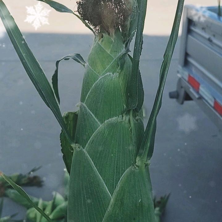 大荔亮亮果蔬（西瓜.玉米.产地直发）等