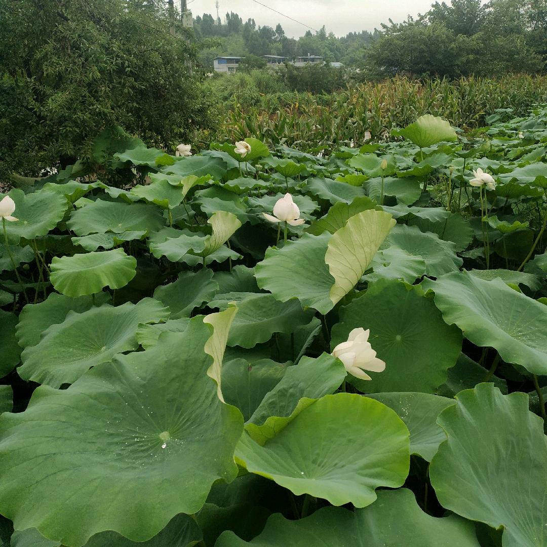 心静自凉