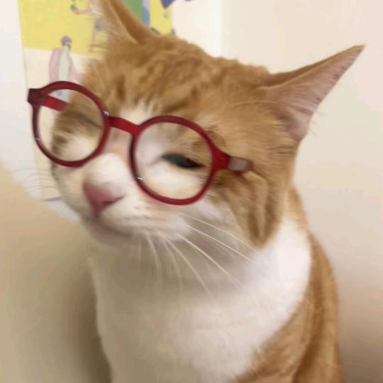 松鼠桂余