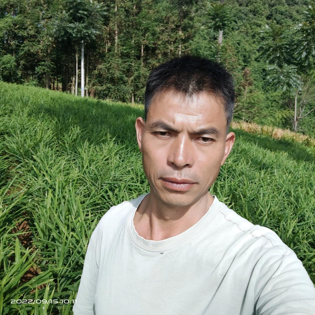 云南文山大坪杨氏生姜收售