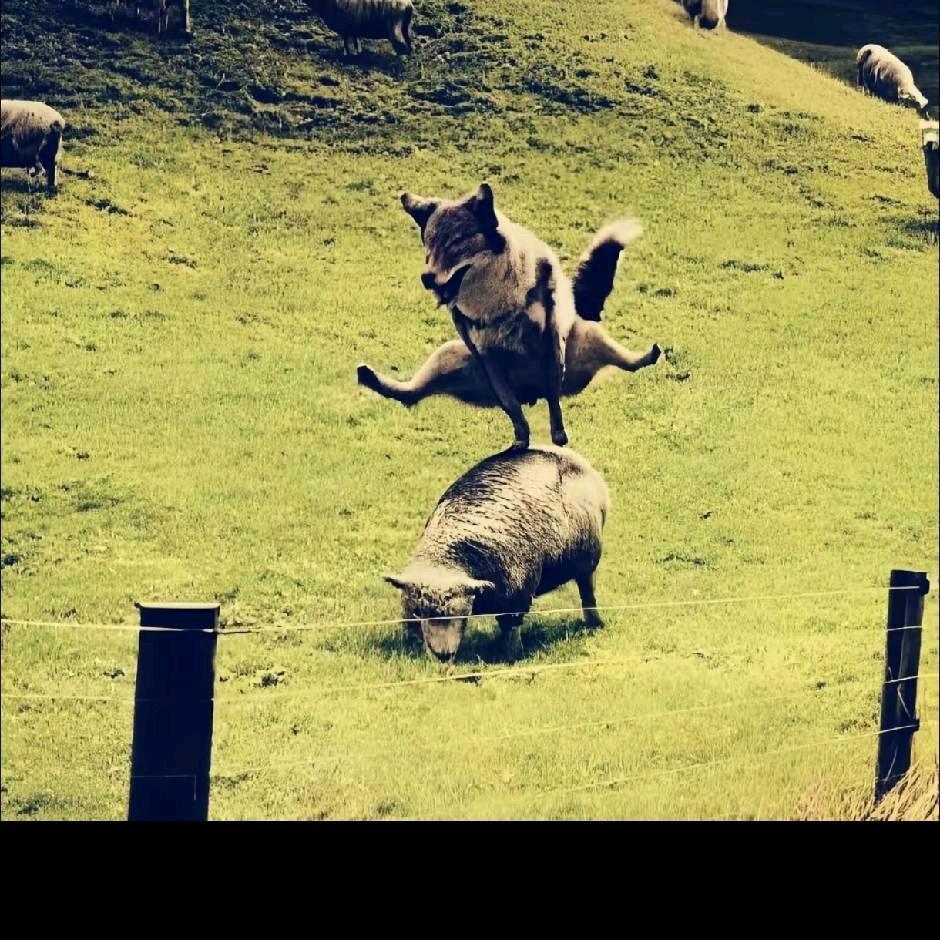 🌈O泡果奶“”