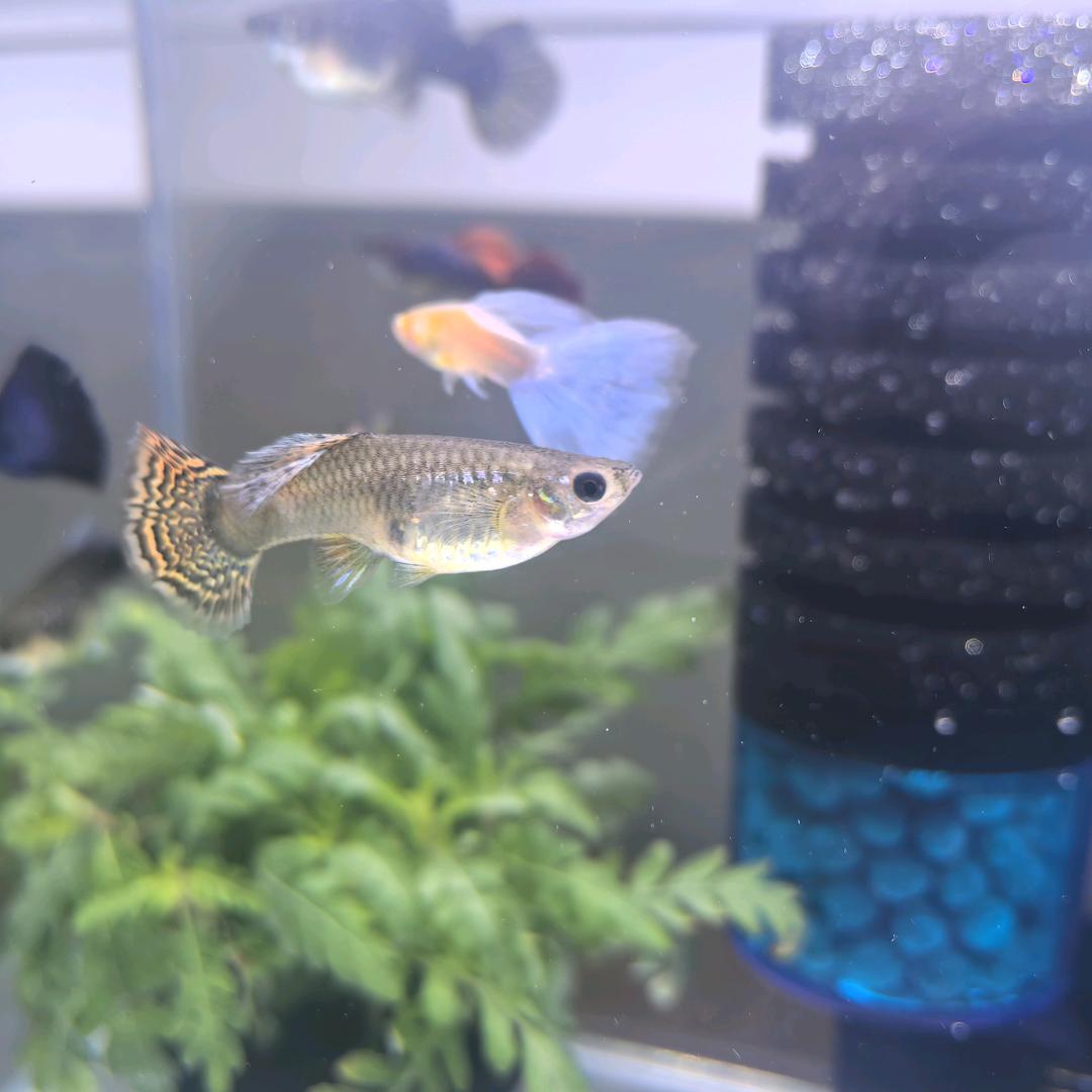 默默无闻的往后鱼生