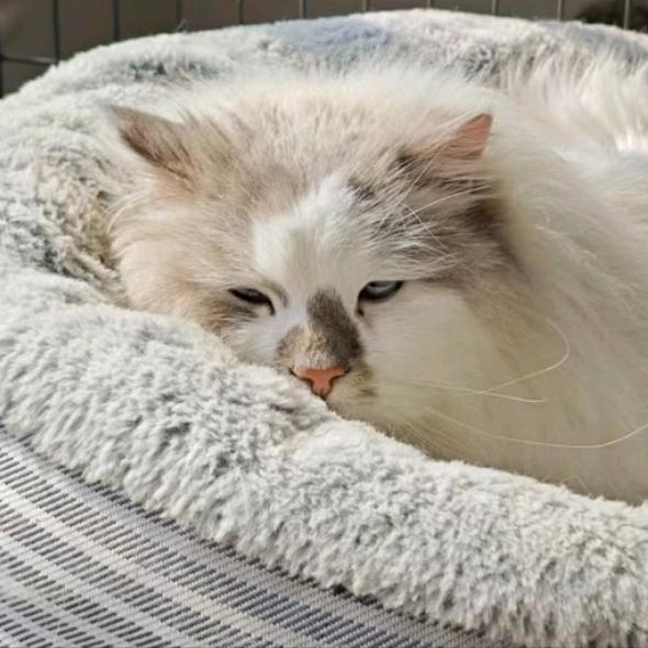 花卷和蛋挞🐱