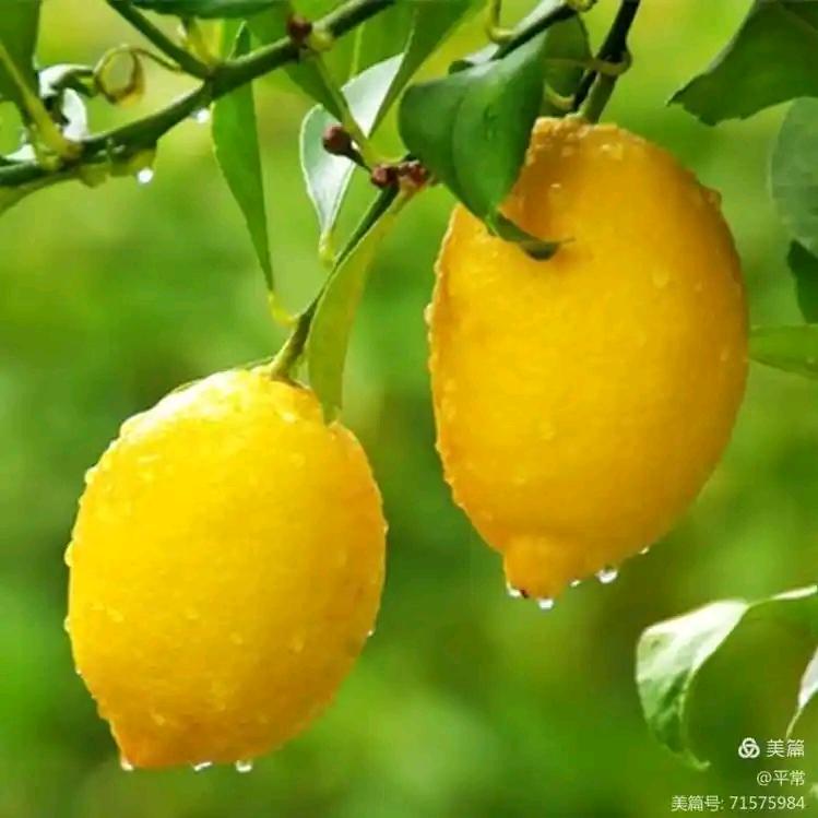 柠檬不萌只是酸