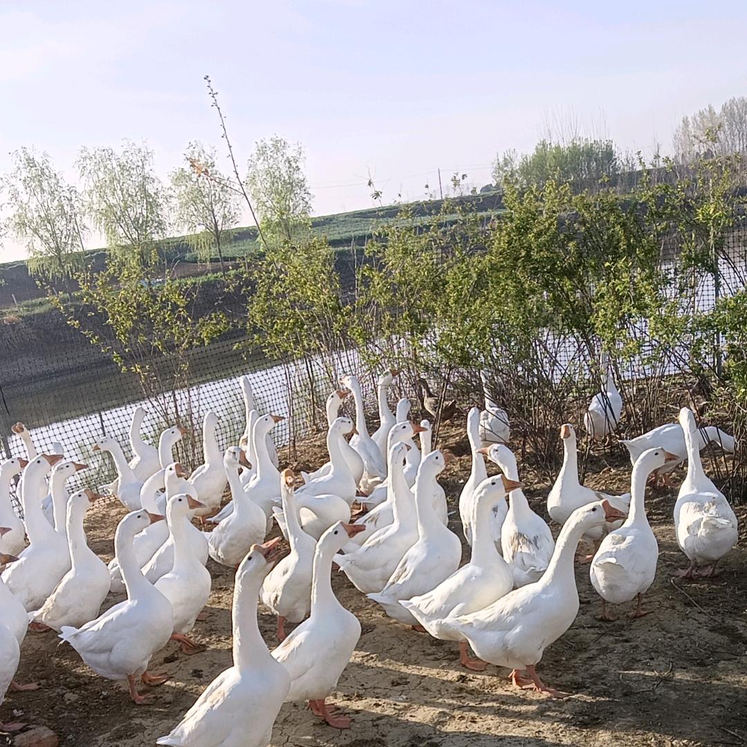 散养、鸡、鸭、鹅