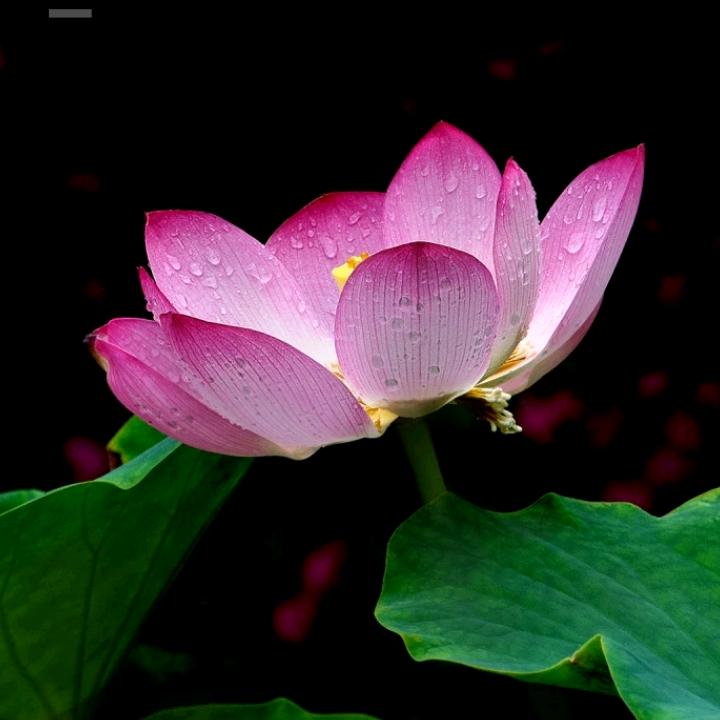 花开富贵竹韵