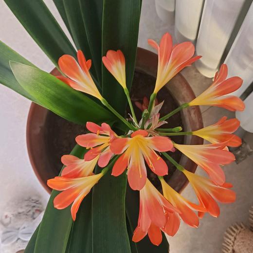 芝麻