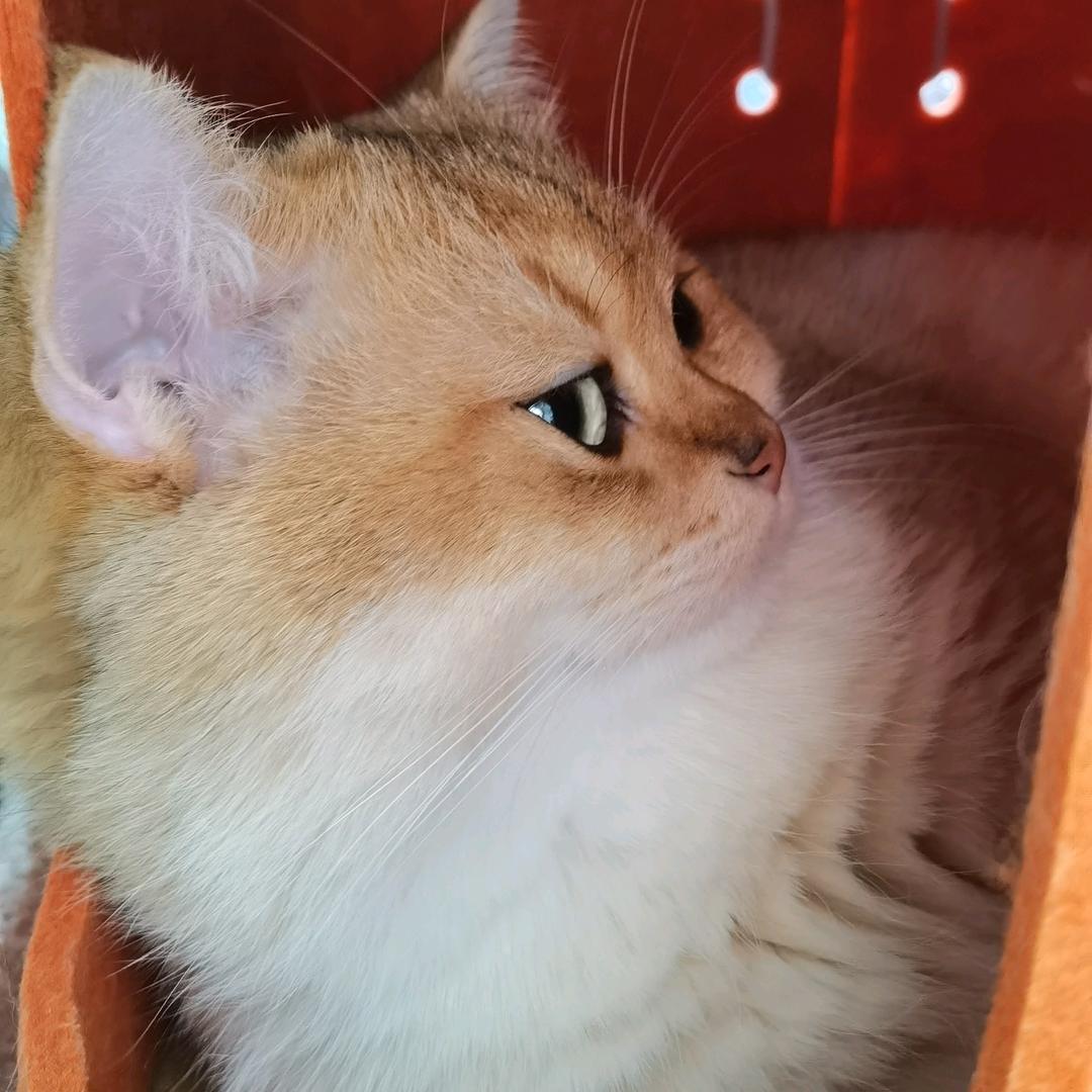 妖妖之妖 ˚‧🐈