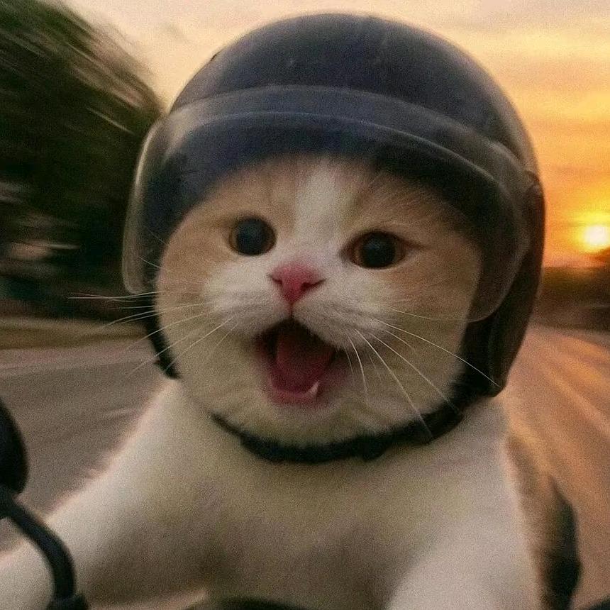 东禾创嘟嘟宠物甄选阁