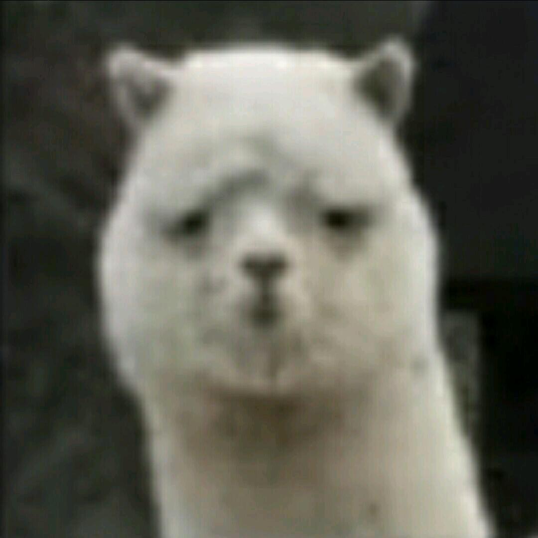 小羊驼