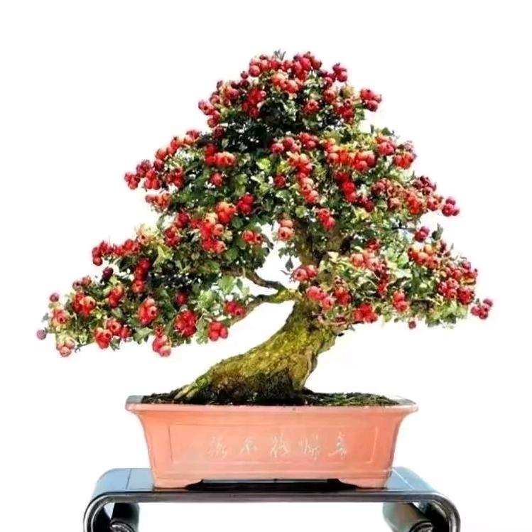 南山盆景园（山里红）